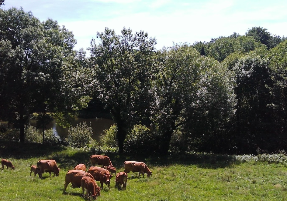 Vache dans les champs près de l'eau