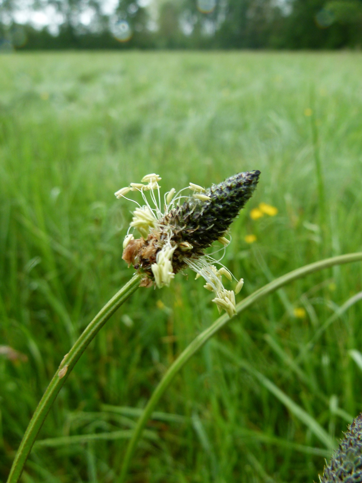 2021 MJP Plantain lancéolé Labruguière