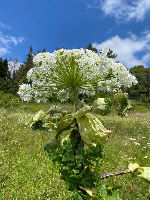 Magazine Occigène des sept parcs naturels régionaux d'Occitanie