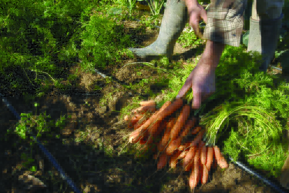 Photo de producteur ramassant les carottes dans son jardin
