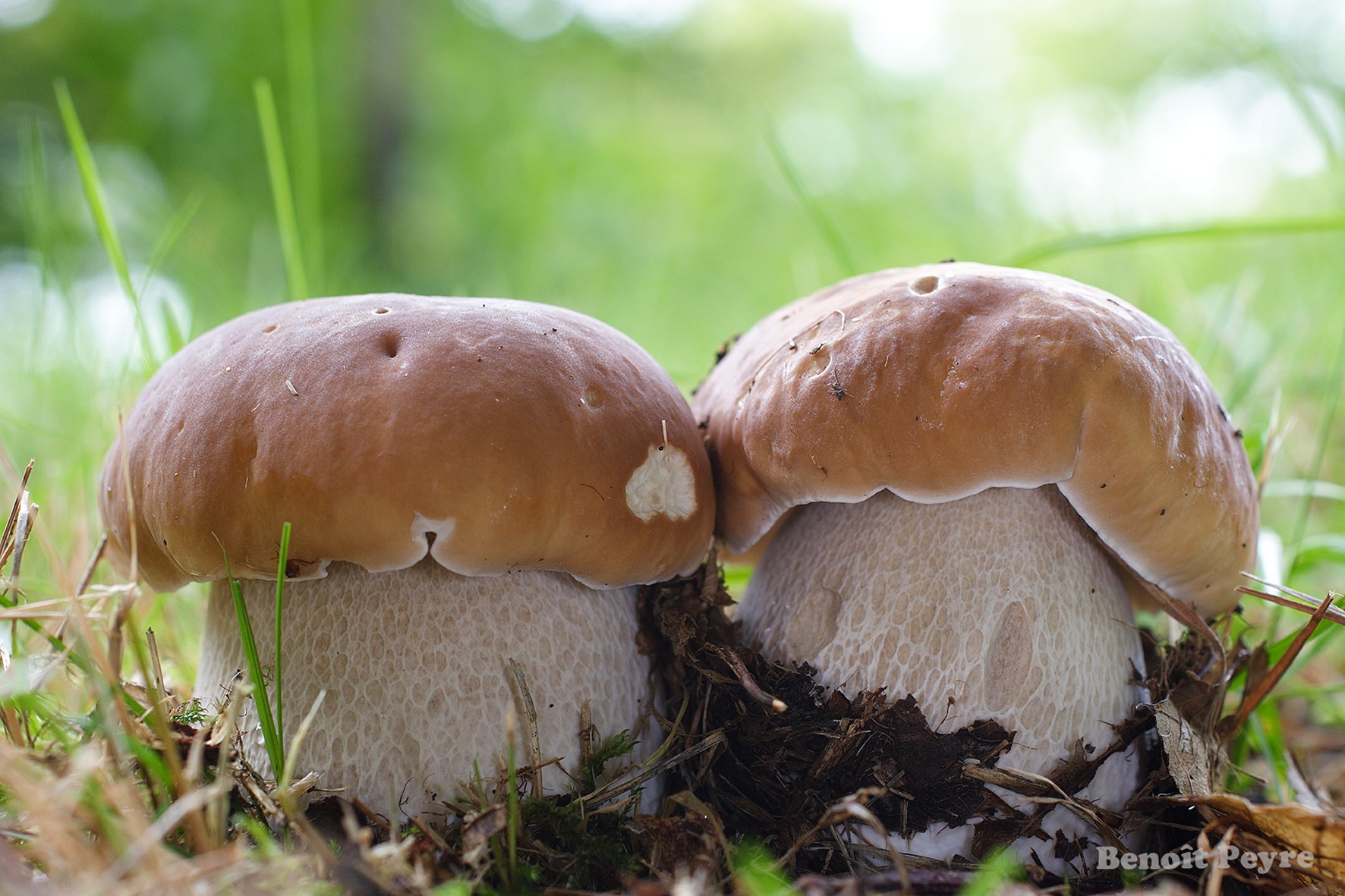 Cèpes photo Benoît Peyre
