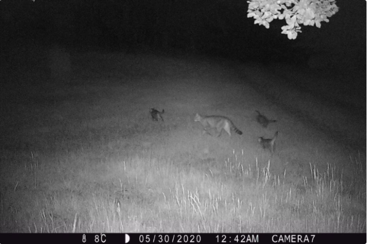 Rhinolophe dans du bâti ancien du Parc naturel régional du Haut-Languedoc