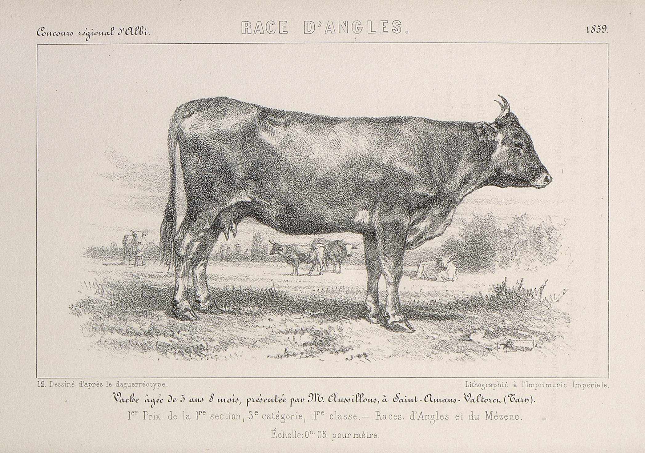 Gravure ancienne de la vache d'Anglès, Tarn © Bibliothèque historique de ministère de l’agriculture, MRSH