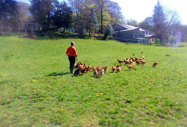 Photo d'Hélène avec ses poules dans son champ, à Murat-sur-Vèbre (Tarn)