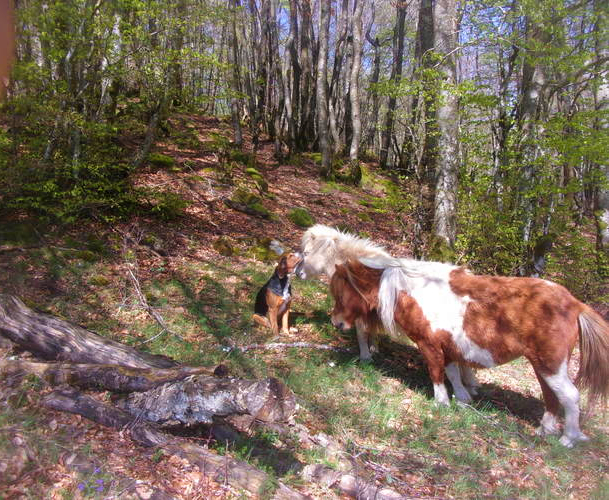 Photo chevaux dHélène