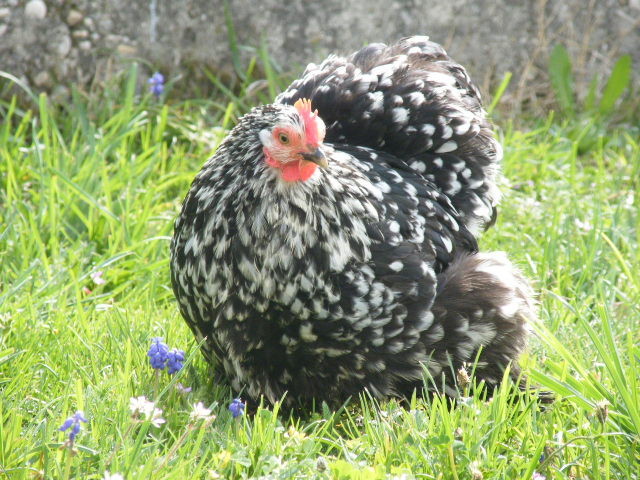 Photo de poule Couou d'Hélène