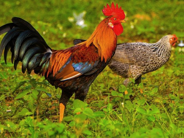 Photo de poule et coq Leghorn dorée d' Hélène