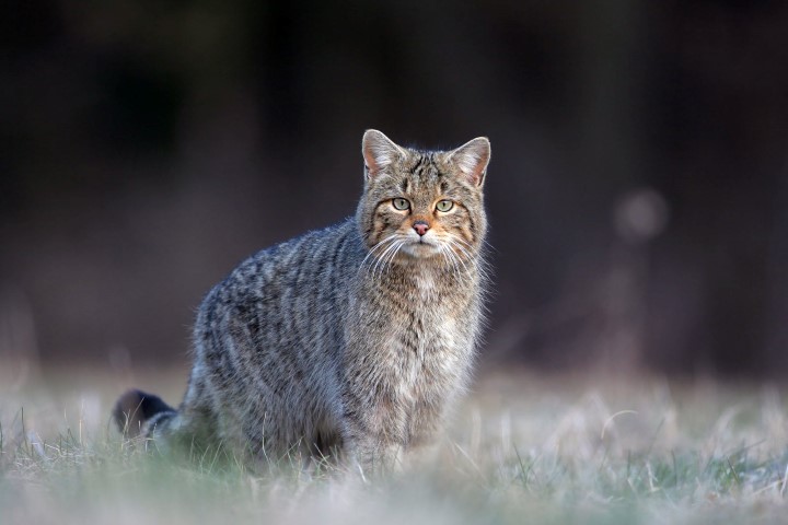 Chat forestier d'Europe présent dans le Parc naturel régional Haut-Languedoc