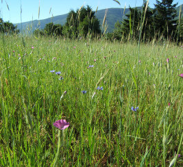 Une prairie fleurie