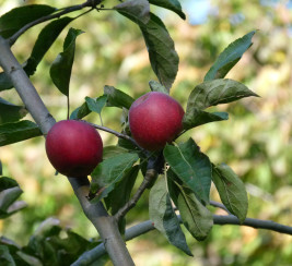 Pommes SAS