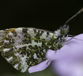 papillon-KOVISUEL