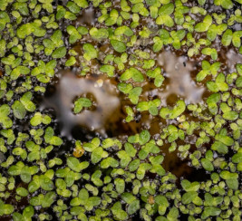 photo lentilles d'eau