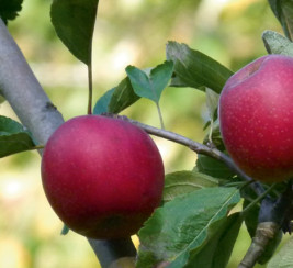 pommes