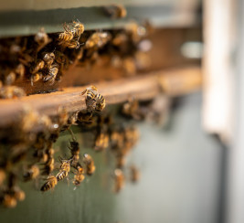 maison de l'abeille
