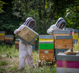 Les demoiselles de Campels