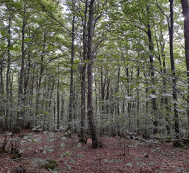 forêt