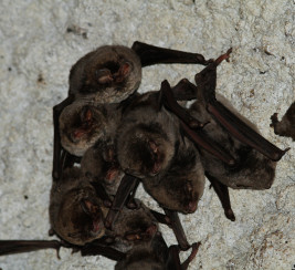 Minioptères
