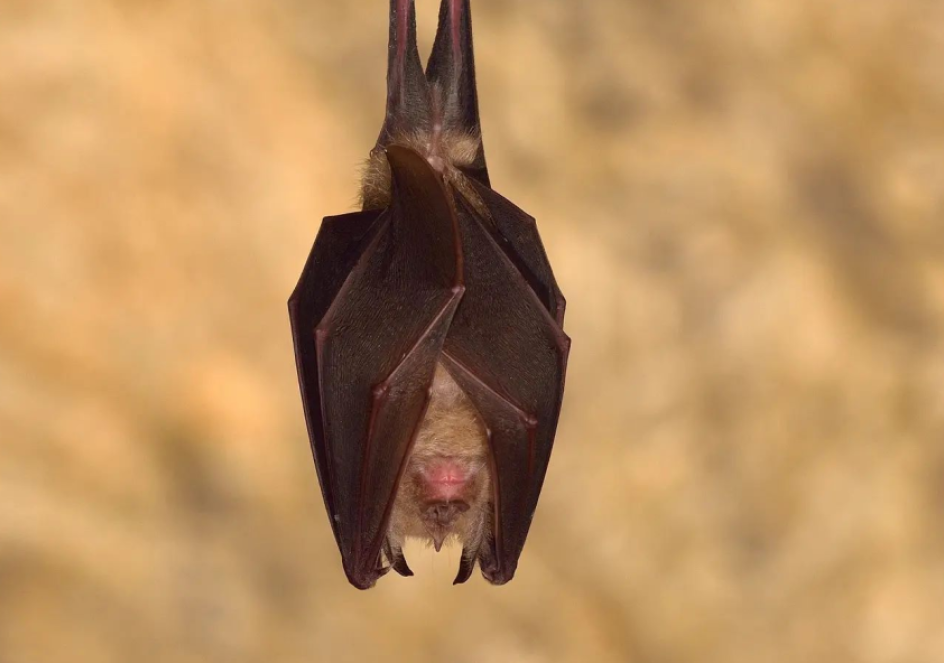 Chauve-souris