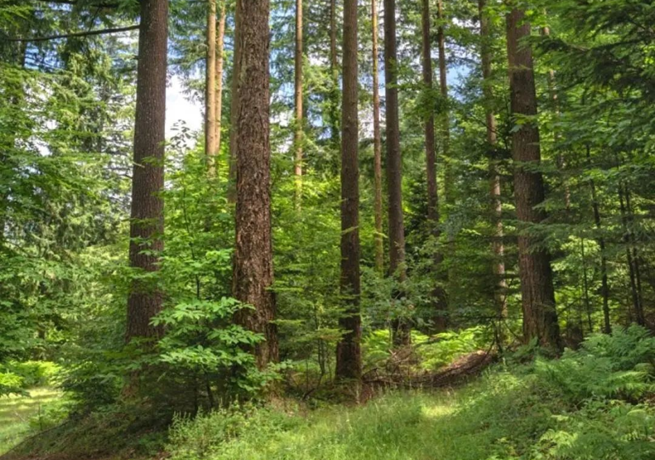 Forêt du Haut-Languedoc