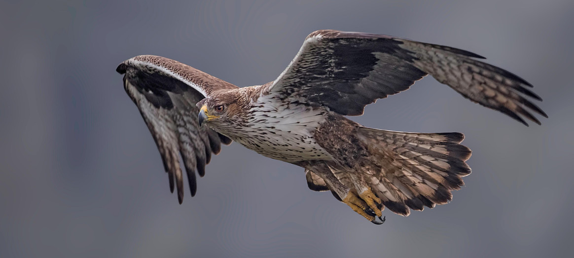 aigle de Bonelli