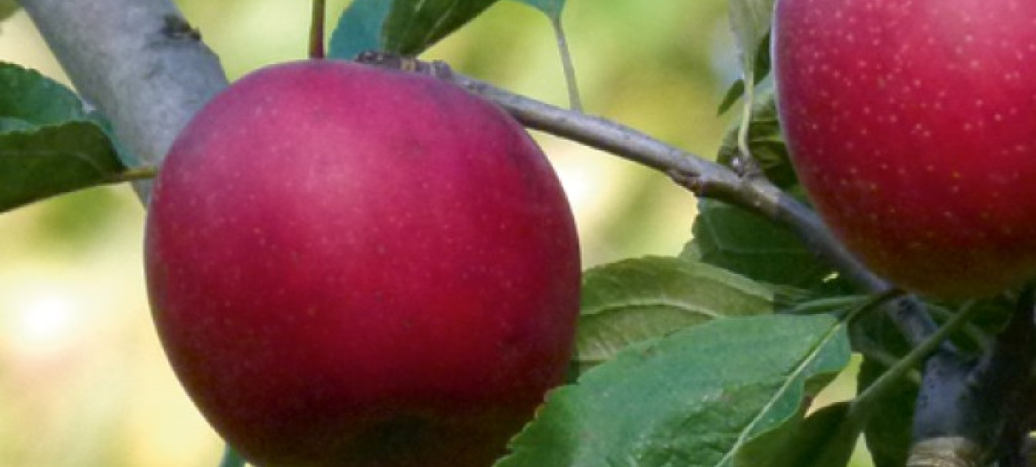 pommes