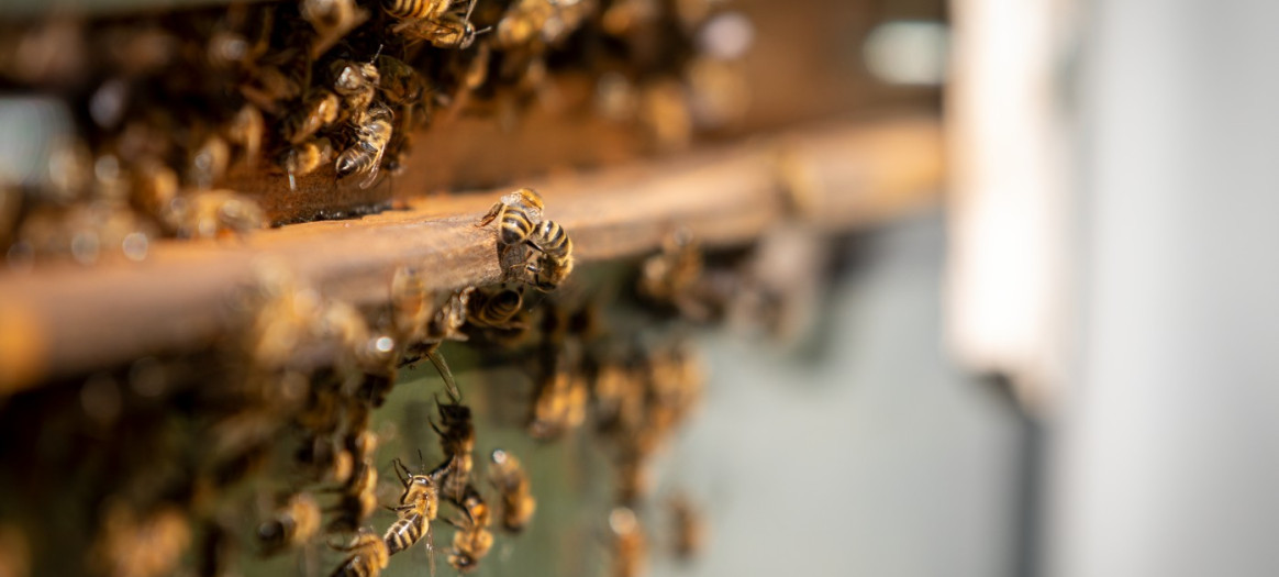 maison de l'abeille